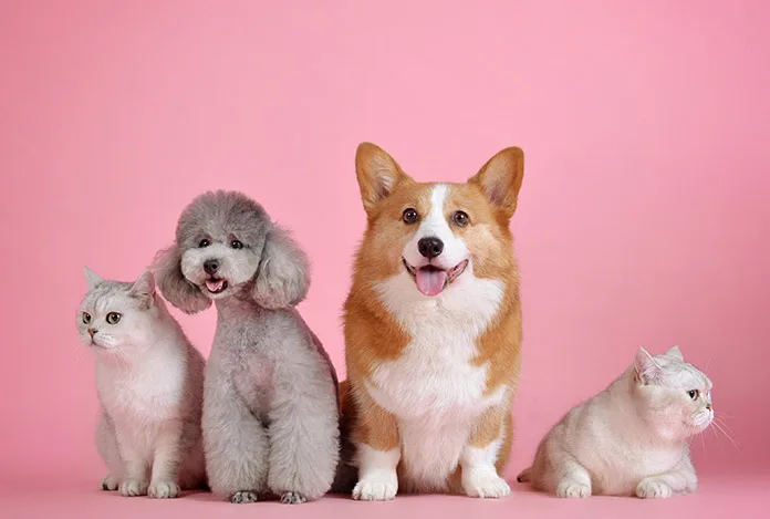 Petshoplar, Kasaplar Odası’na bağlandı