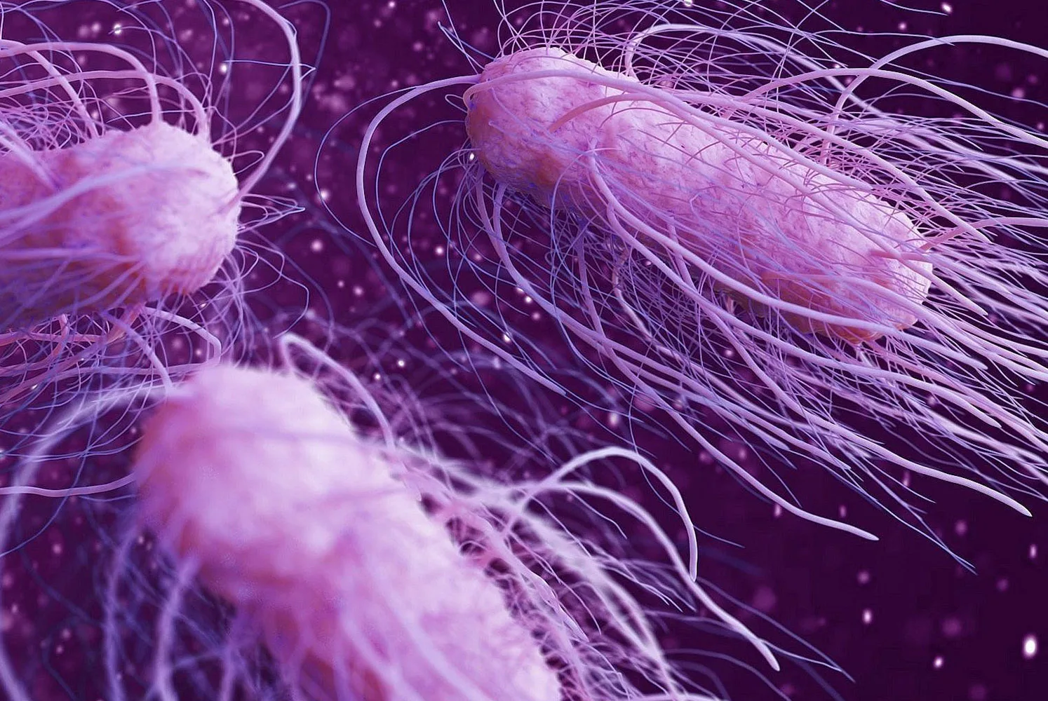Yeni kabus Salmonella: Nasıl korunmalıyız?