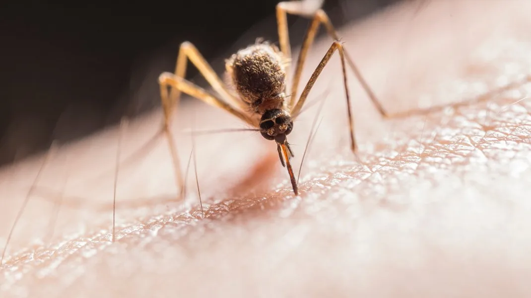 İstilacı sivrisineklere dikkat: Enfeksiyon riski artıyor