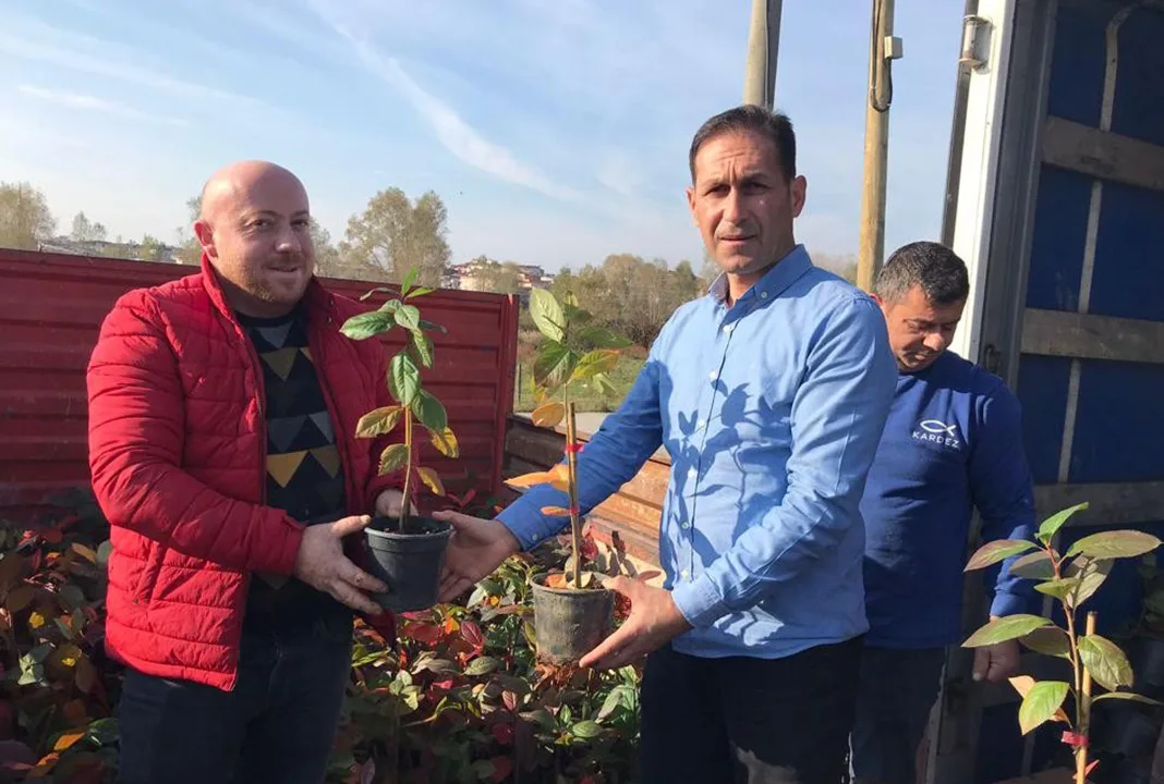 Samsun aronya meyvesi üretecek