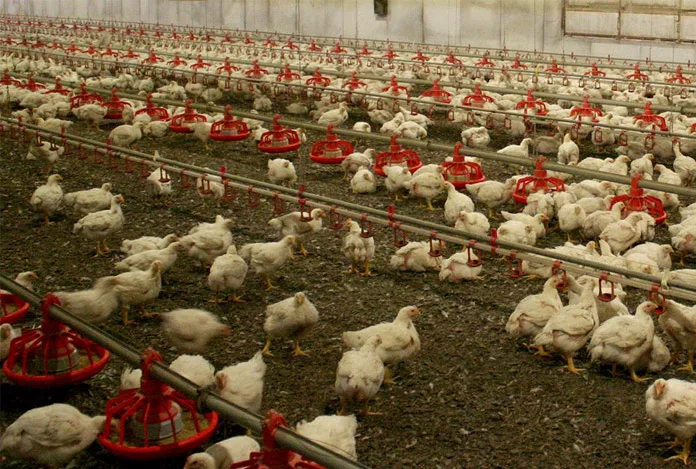 Kuş gribi alarmı: 3 bin kuş ölü bulundu