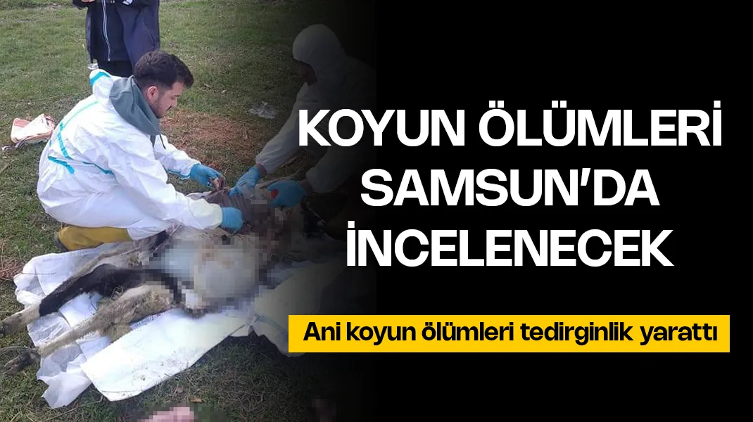 Koyun ölümleri Samsun’da incelenecek