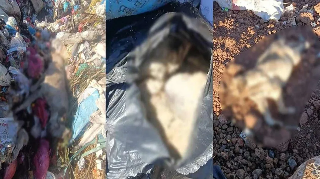 Diyarbakır’da çöpte onlarca ölü köpek bulundu