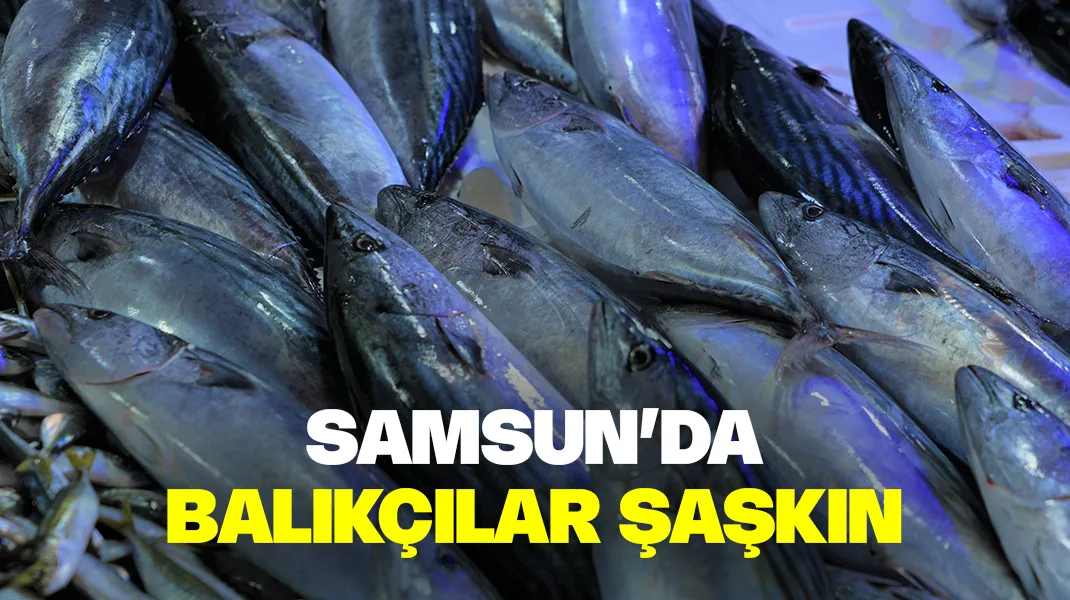 Samsun’da balıkçılar şaşkın