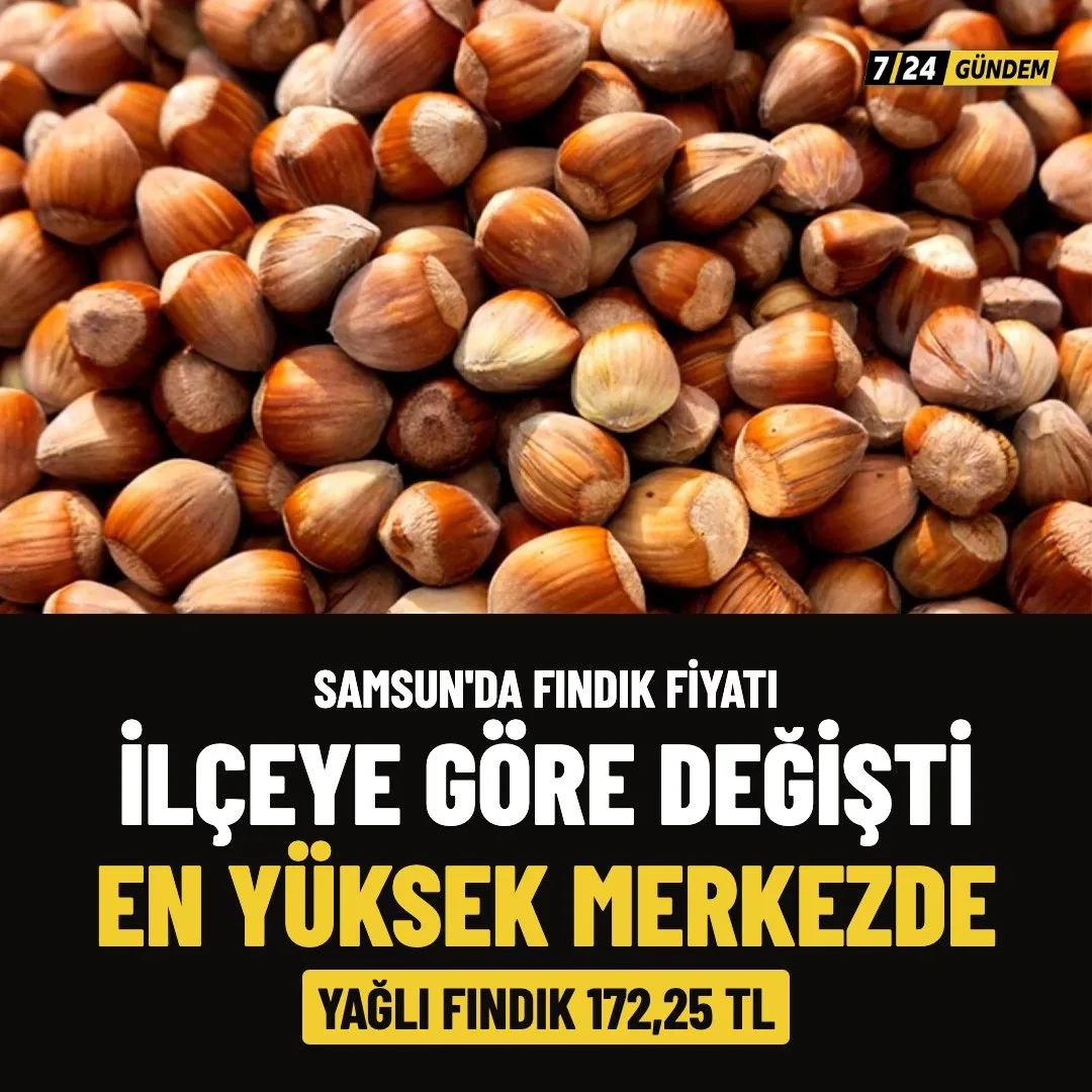 Samsun'da fındık fiyatları ilçelere göre değişiyor